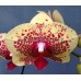 Орхидея 2 ветки (Chia-Shing-Royal)